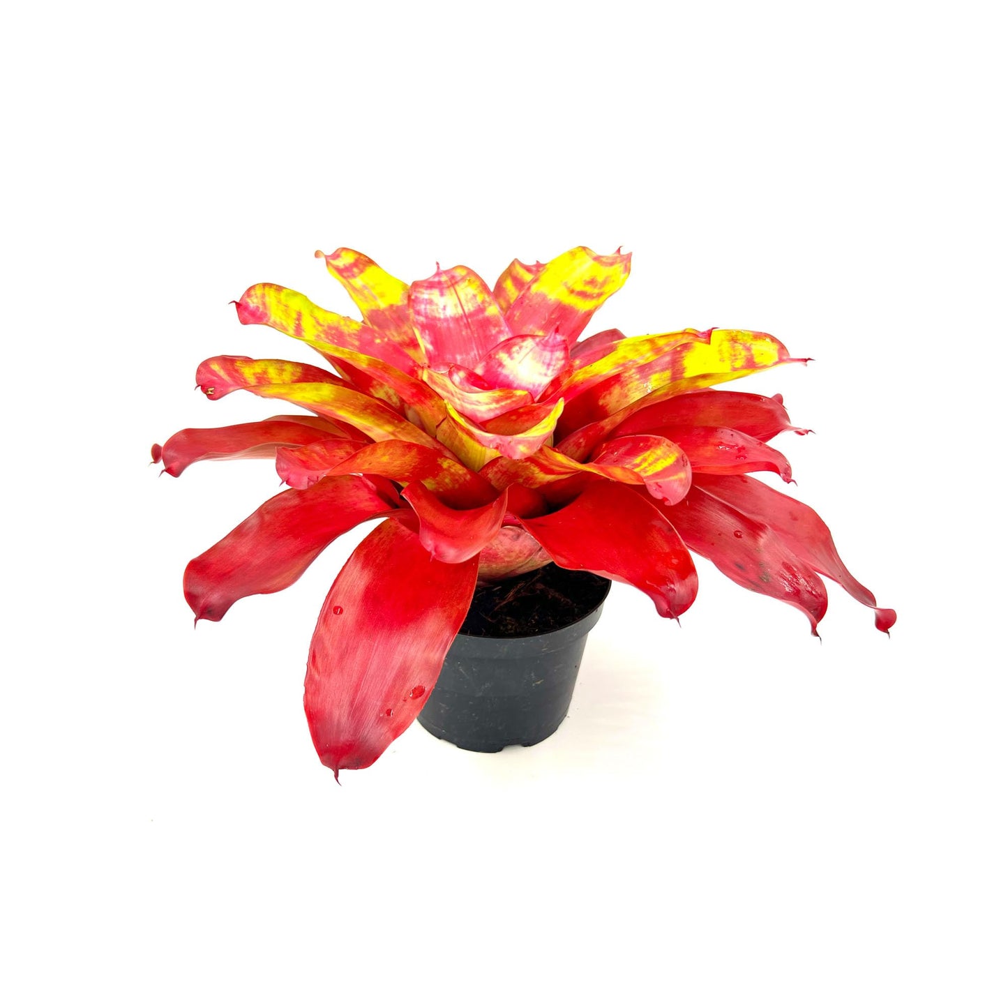 ragnaroc Live Plants – Bromeliad Neoregelia Golden Gate, 8-12" in 6" Pot - 1ct - Live Arrival Guaranteed - House Plants for Home Decor & Gift
