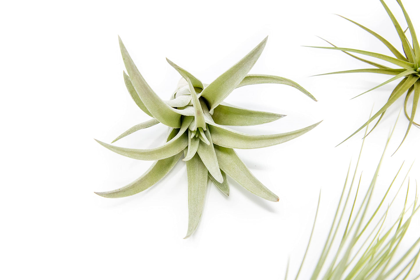 5 Pack of Classic Air Plants Variety - Live Succulent House Plants - Available in Wholesale and Bulk - Home and Garden Decor - Easy Care Indoor/Outdoor Air Plant
