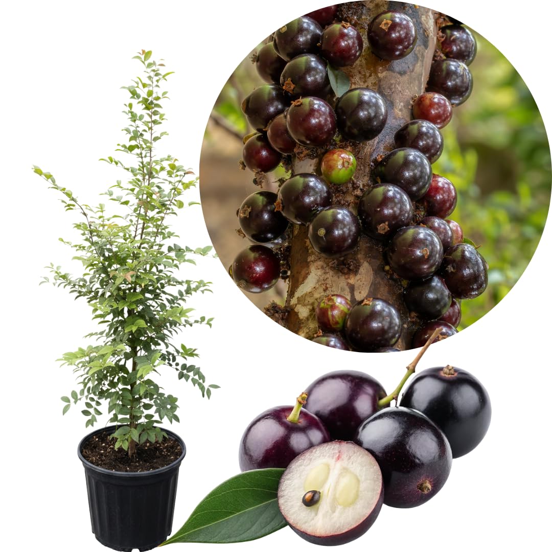 Live Black Jaboticaba Tree Plant, Brazilian Jabuticaba Plant, Sweet Fruit Tree, 1 Feet Tall for Outdoor Planting