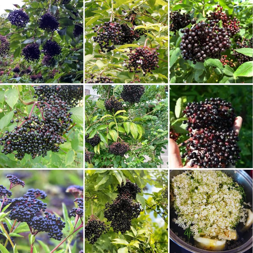 Pack 2 American Elderberry Plants Live 6 to 12 Inch Tall, Black Elderberry Trees Live Plants for Planting, Sweet Elderberries Fruit