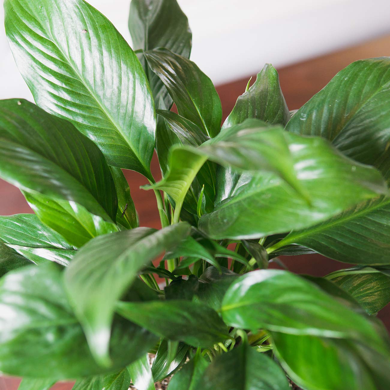 PERFECT PLANTS Peace Lily 6in in Midnight Blue Décor Pot | Spathiphyllum | 15in. Tall | Easy Care Houseplant | Perfect for Moderate to Bright Light Conditions | Air Purifying