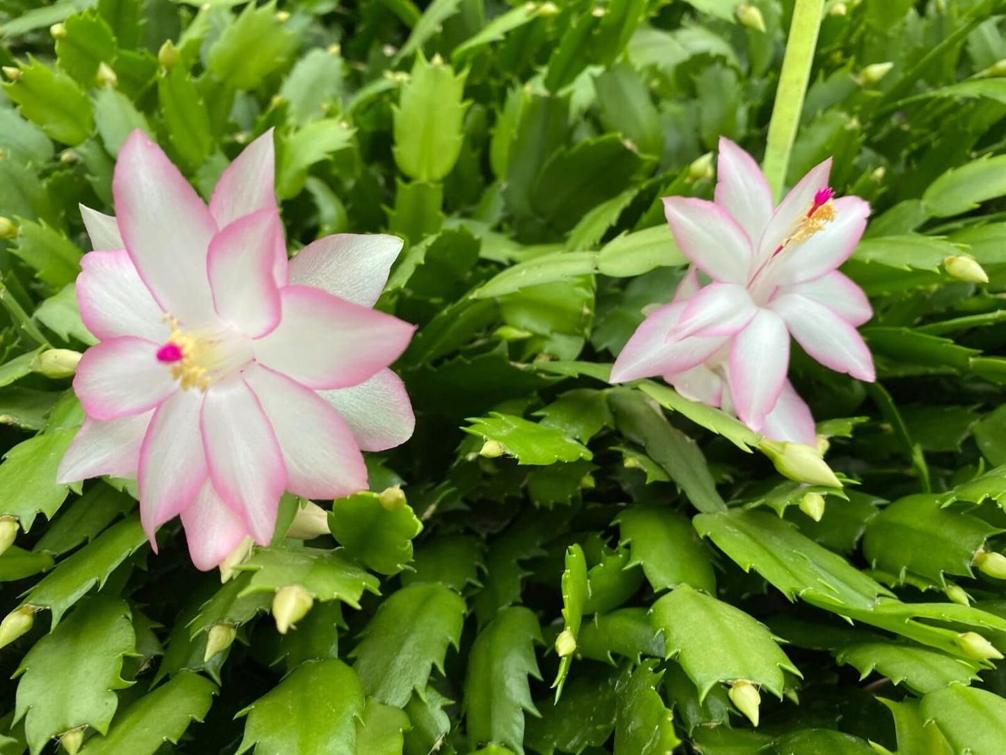 Live Plant - Christmas Cactus Starter Plant Epric Star Schlumbergera Truncata