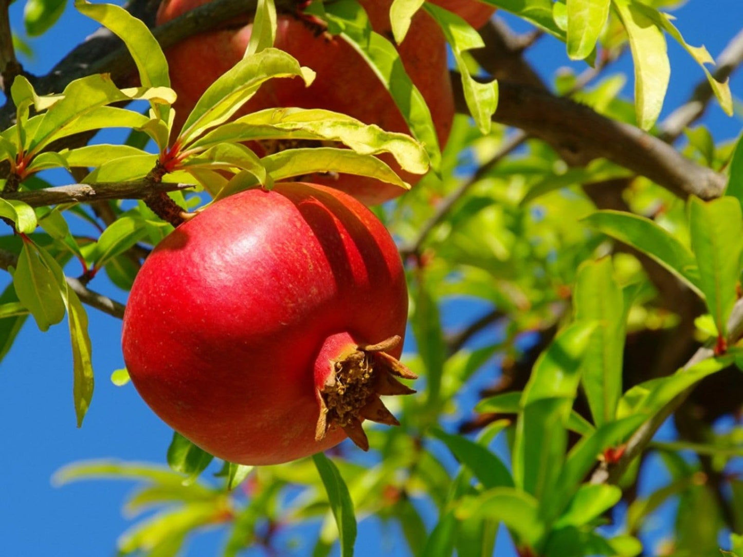Pomegranate Tree Live Plant 6-10'' Tall, Hardy Red Pomegranate Bush in Gallon Pot, Full Roots and Ready to Plant