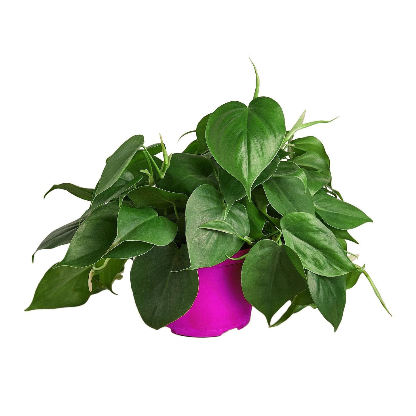 Philodendron Cordatum Heartleaf - in 6in Pot - Live Plants Tropical Houseplants | Variegated | USA Growers | The Snobby Leaf