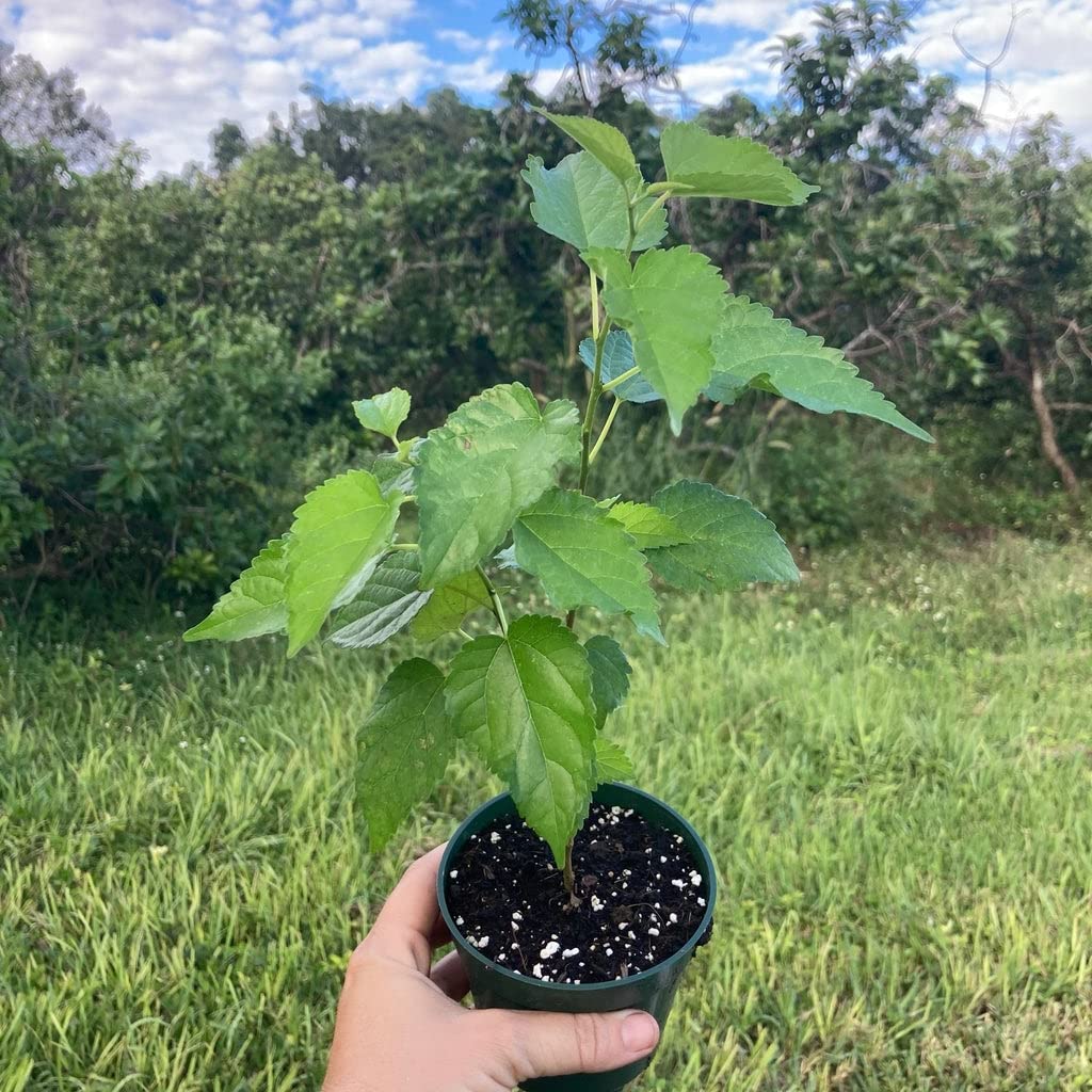 Everbearing Mulberry Tree - 10 Live Plants in 4 Inch Pots - Edible Fruit Tree for The Patio and Garden