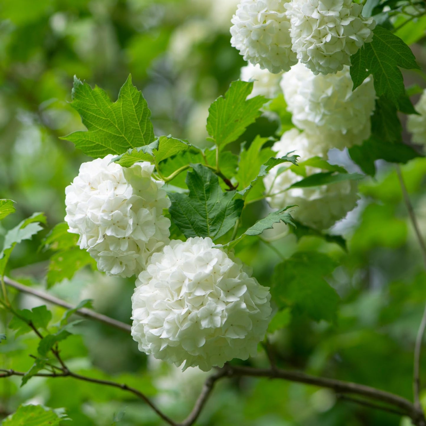 Old Fashion Snowball Viburnum Live Plant, 4 Inch Pot Viburnum Highbush Cranberry, 6 to 10 Inch Tall White Viburnum Plant