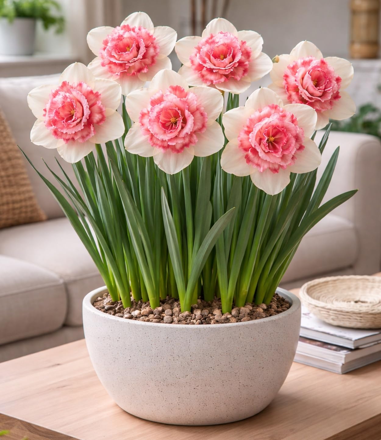 Indoor Pre-Chilled Bubble Gum Double Daffodil Bulbs for Planting - Colorful Daffodil Blooms (5 Bulbs)
