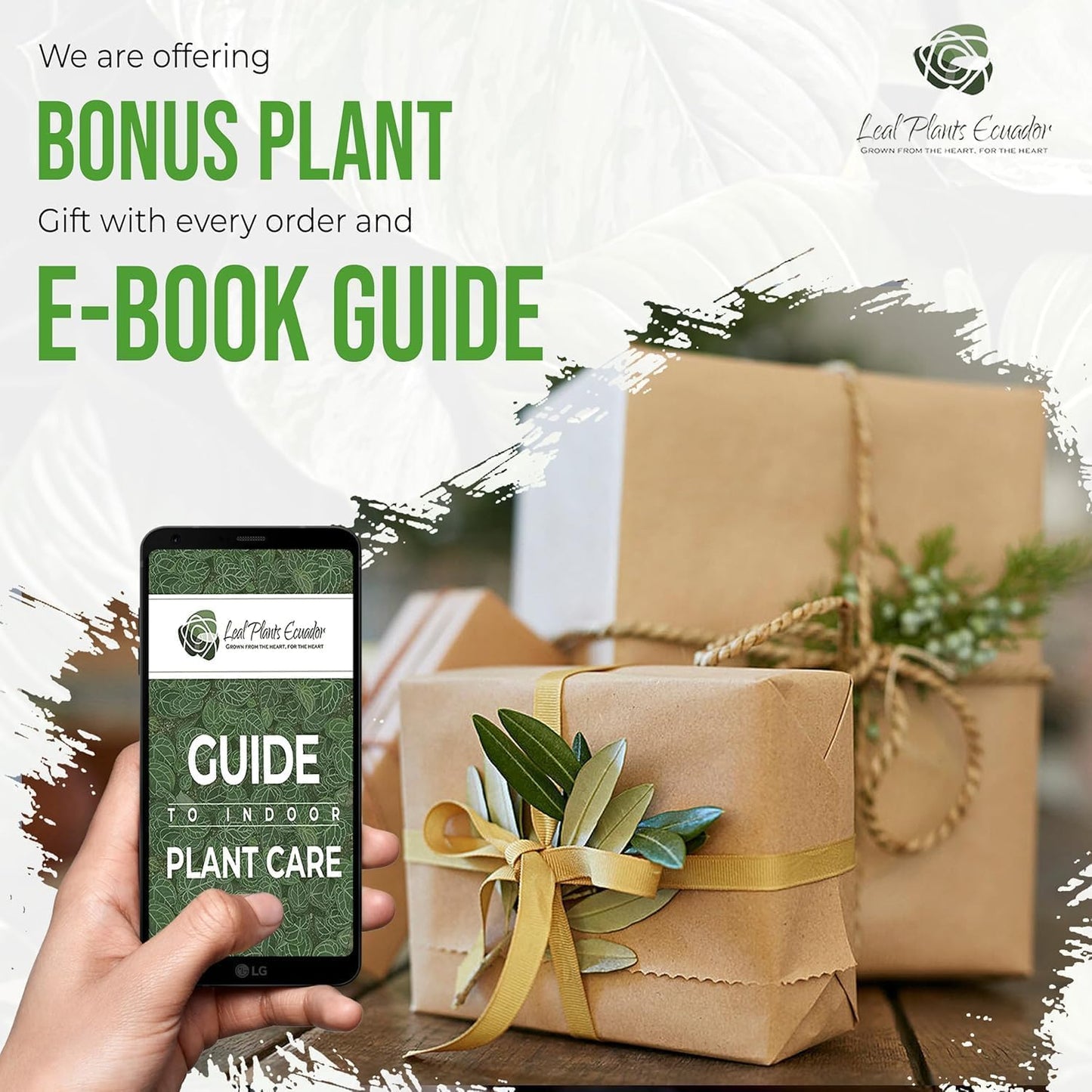 LEAL PLANTS ECUADOR Anthurium Regale AFF (Pack of 2) Live Tropical Houseplant for Air Purification | Elephant Ear Leaf Plant | Unique Gift for Plant Lovers