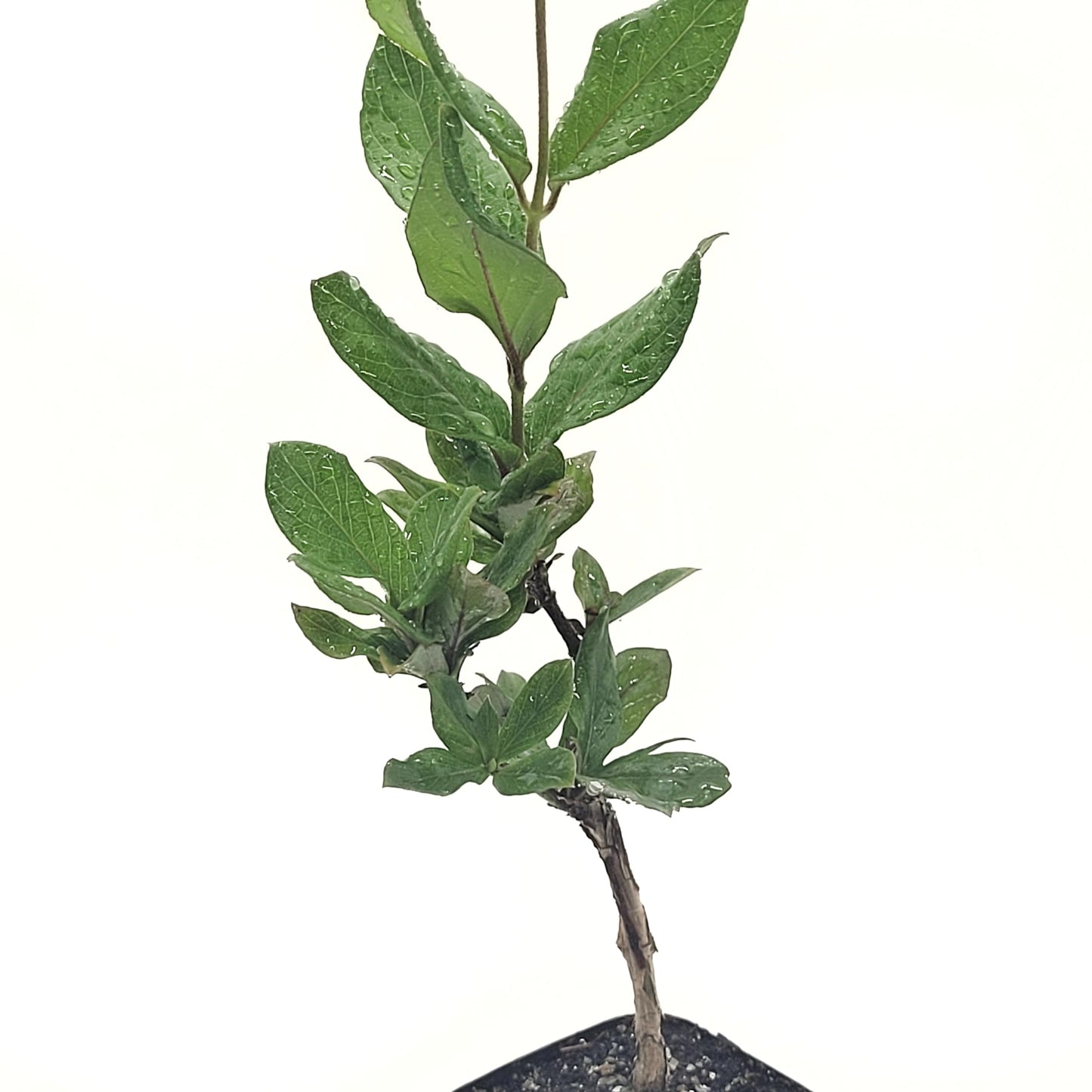 Honeysuckle Live Plant Lonicera Japonica One Starter Plant in 2" Pot | California Grown | Zones: 4–9