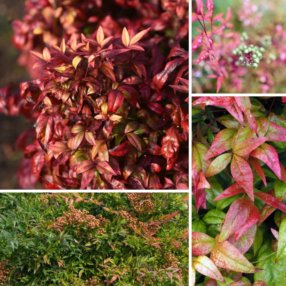 Dwarf Nandina Shrub, Ornamental Nandina Live Plant for Growing, Dormant in Winter (4 Inch)