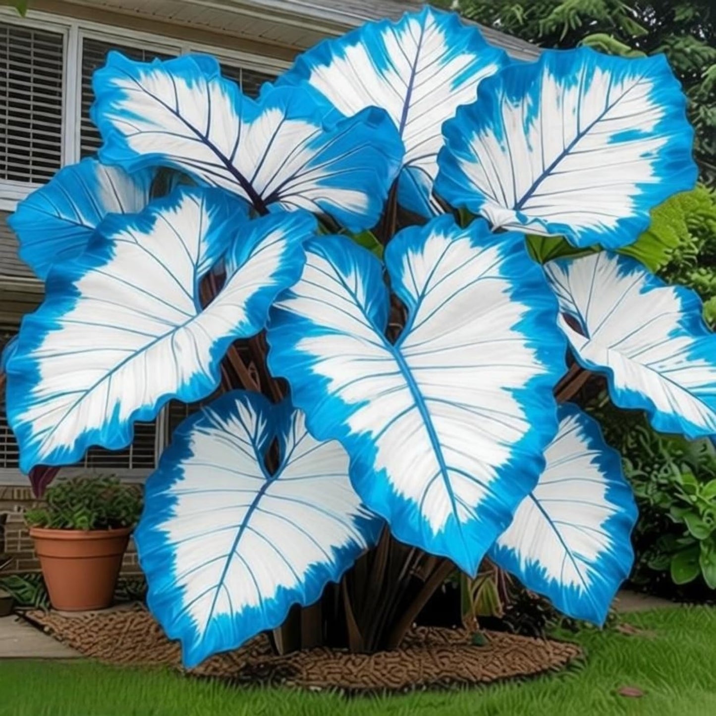 OJHJXUG Alocasia Elephant Ear- Vibrant Colors, Indoor/Outdoor Use, Drought Tolerant, Low Maintenance(Blue) (6)
