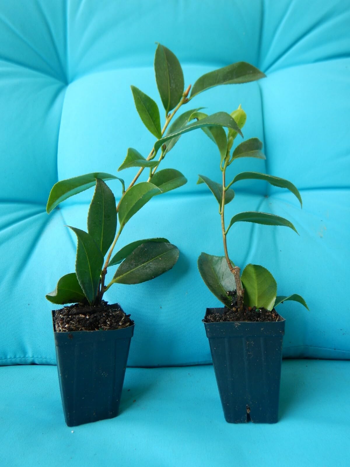 Live Plant - Glenncamellia Japonica-Live Starter Plant
