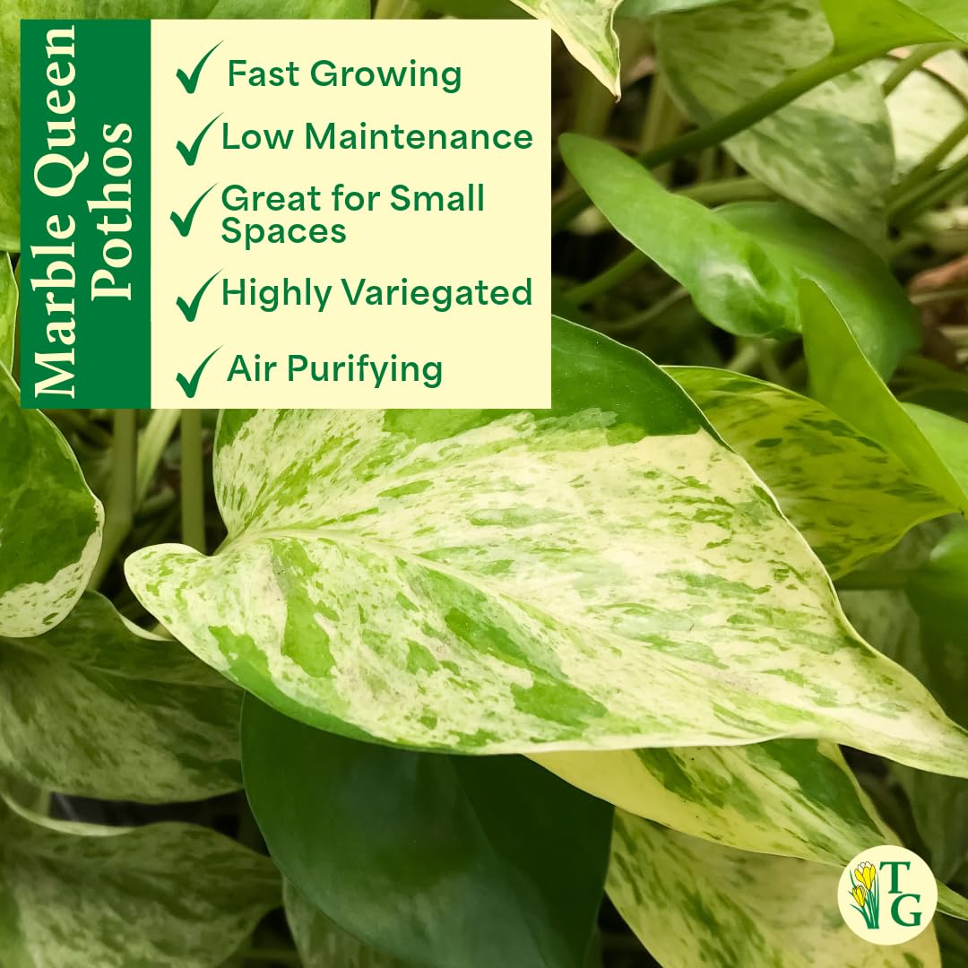 Thorsen's Greenhouse Marble Queen Pothos, Live Indoor Plant, Easy to Grow, Rare Variegated Houseplant, Natural Air Purifier, 6-inch Diameter Pot (Navy)