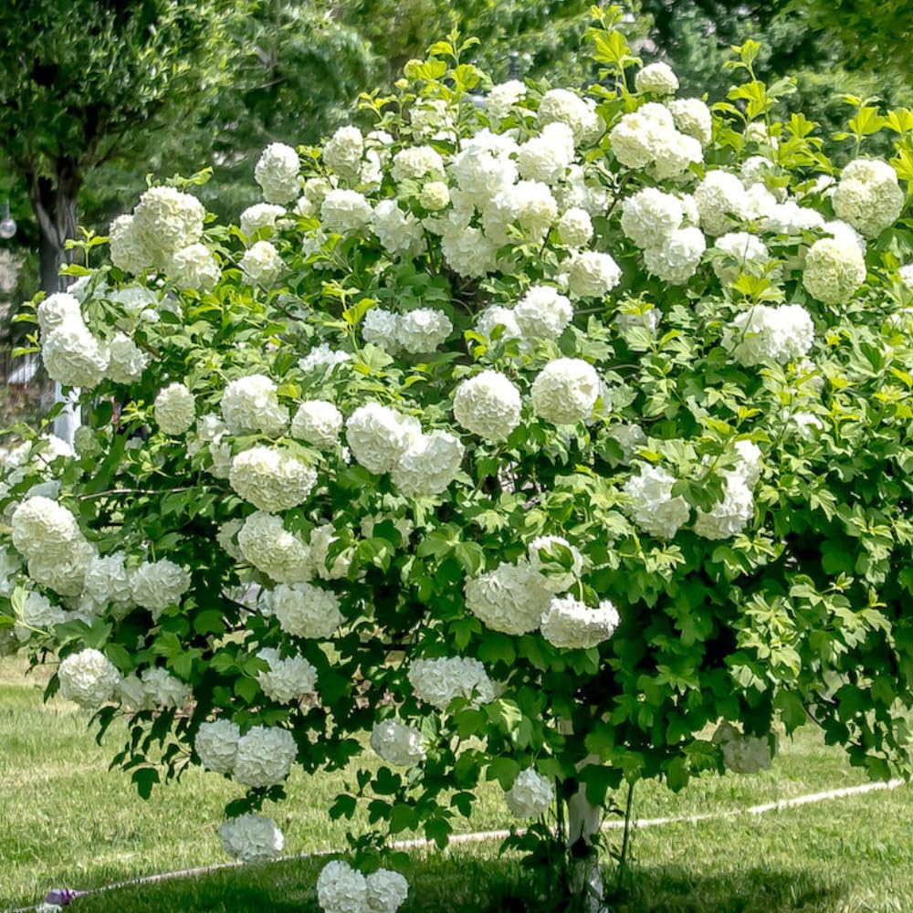 Old Fashion Viburnum Plant Live for Planting, Snowball Viburnum Shrub Viburnum Bush in 4 Inch Pot, Viburnum Tree Ready to Grow