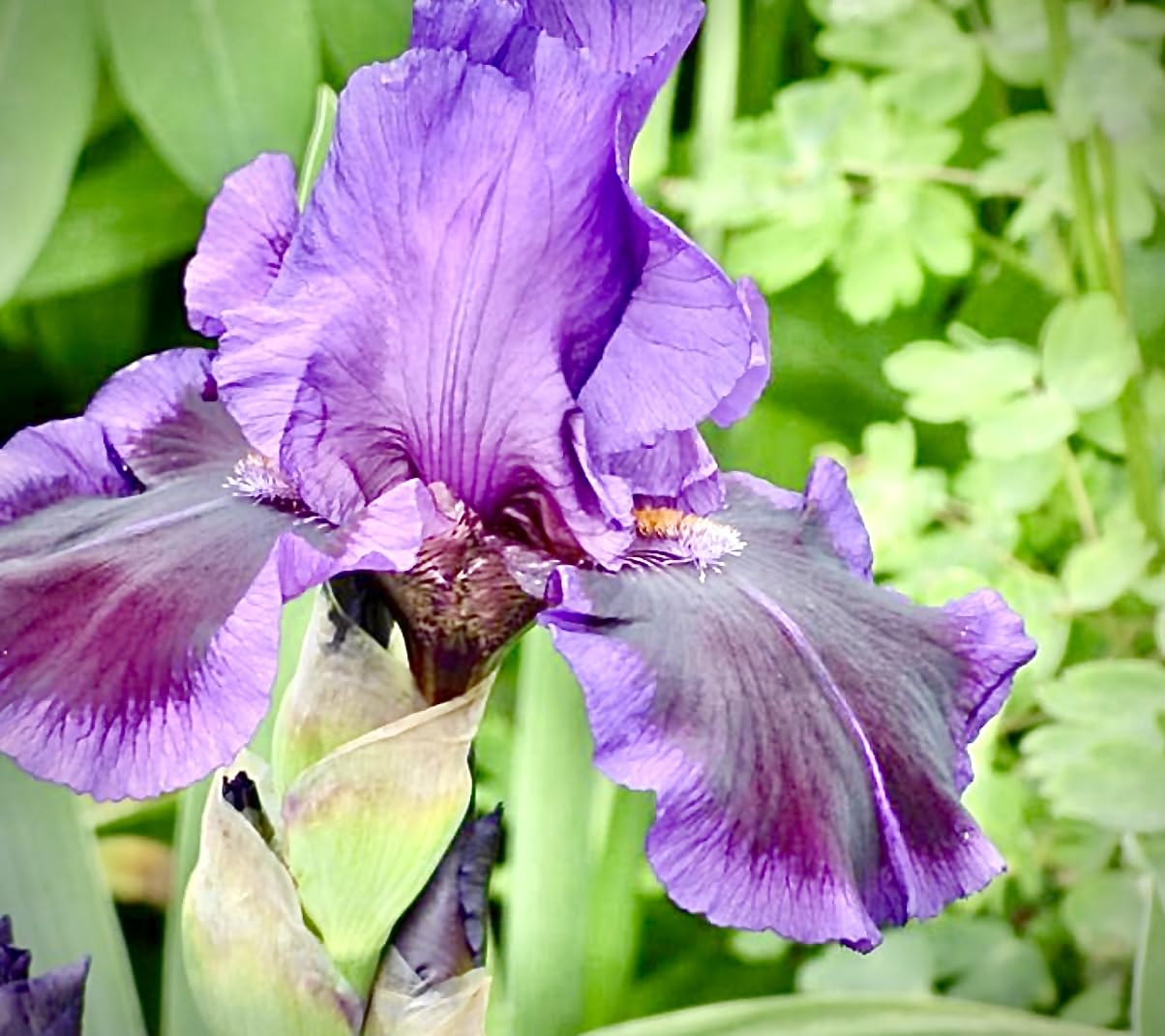 Premium Bearded Iris ‘Pagan Dance’ Rhizome/Root/Bulbs (1 ea) - Amazon 30-Day Returnable Guarantee