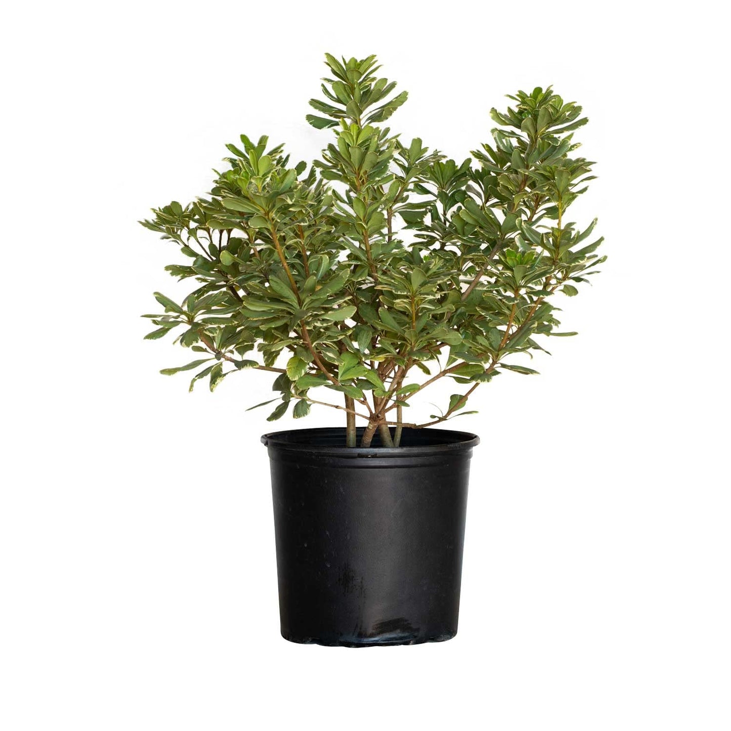 Variegated Pittosporum 'Japanese Mock Orange' (2.5 Gallon) Evergreen Shrub with Green and Cream-White Foliage - Part Sun Live Outdoor Plant