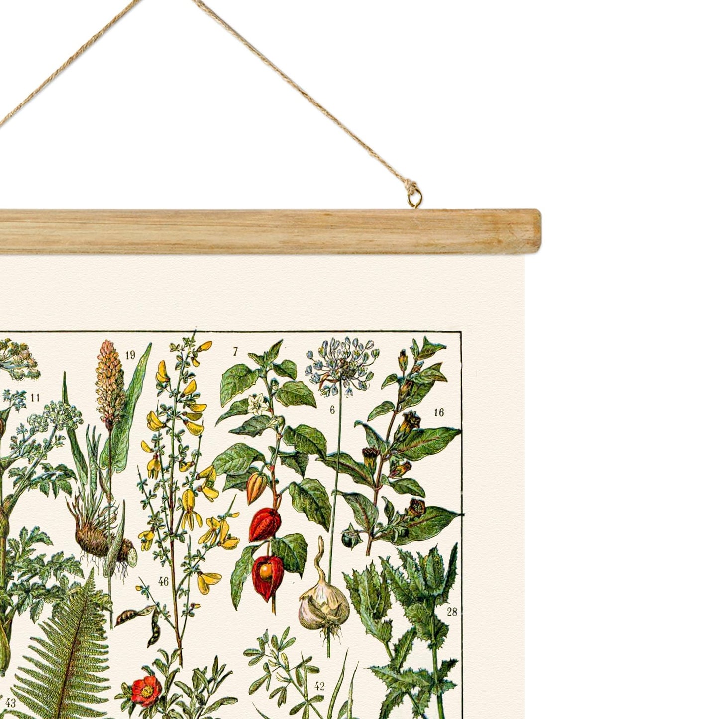 Ovfovy Vintage Botanical Fern Varieties Poster, Retro Style Art Prints with Wood Frames, for Schools, Homes, Ready to Hang