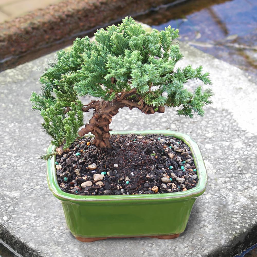 Brussel's Bonsai - Live Green Mound Juniper Bonsai Tree, Outdoor Bonsai Tree Live Plant, Medium Bonsai for Patio Garden Décor, Easy Care Evergreen Bonsai (Medium)