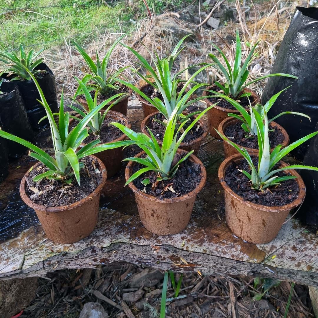 02 Pineapple Plants Live for Outdoor Full Sun Spring Planting, Cold Hardy Fruit Tree Starter from 4-6" in Tall, No Pot (Elite Gold Pineapple)