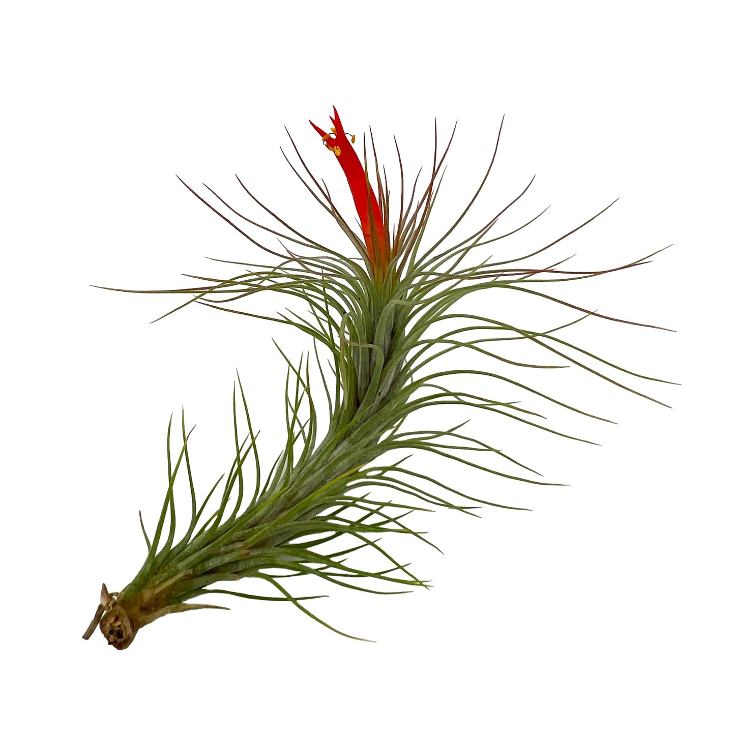 ragnaroc Air Plants - Elsker Gift Box - Large 4" - 5ct - Live Arrival Guaranteed - House Plants for Home Decor & Gift