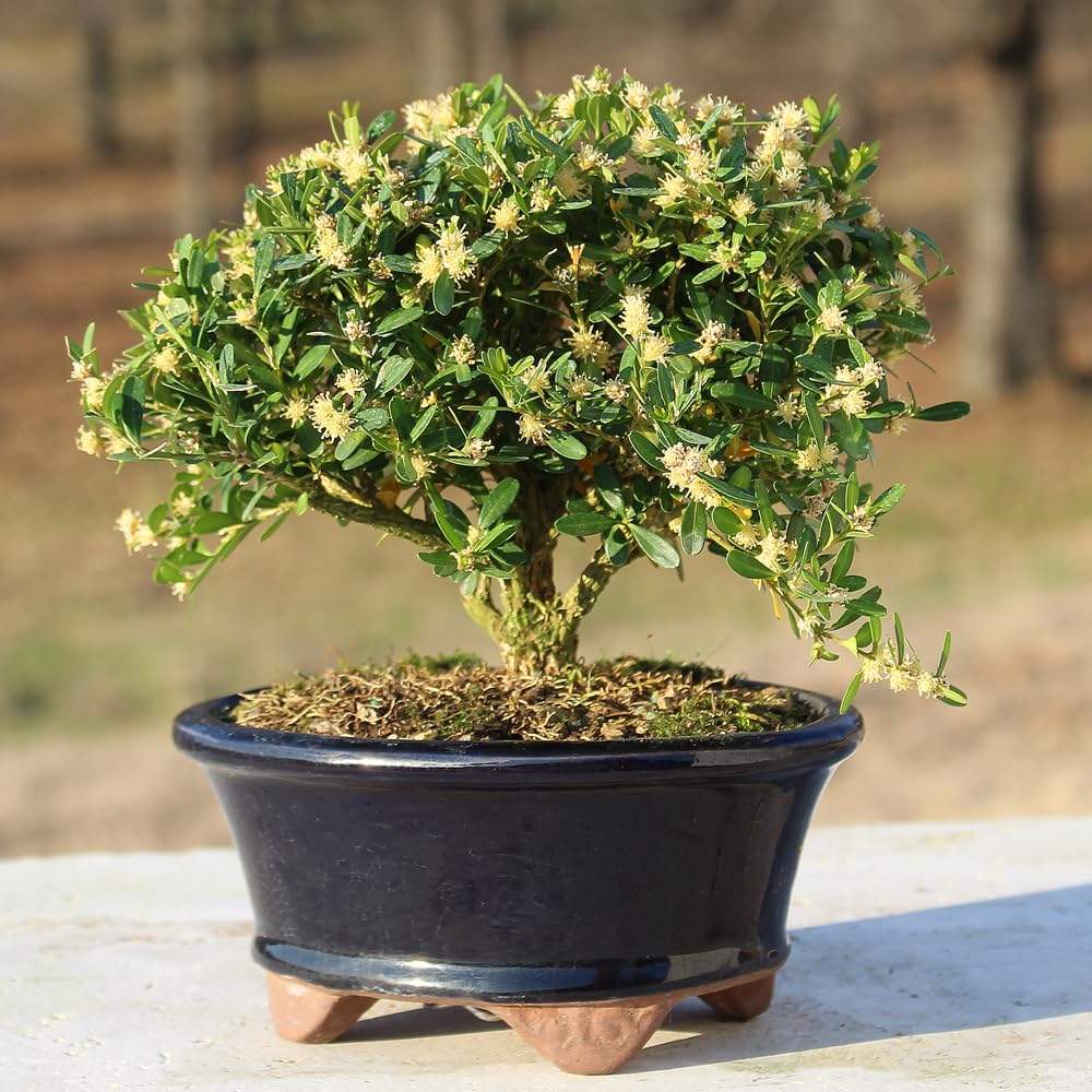 Brussel's Live Harland Boxwood Outdoor Bonsai Tree - 3 Years Old; 6" to 8" Tall with Decorative Container
