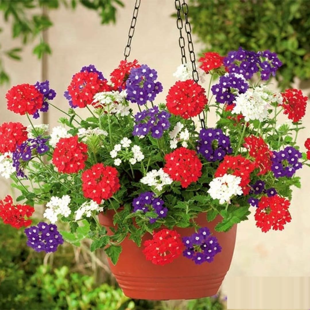 Pack 3 Random Verbena Plants Live Perennial Ground Cover, No Pot, 1-3" in Tall, Can Grow As Trailing Bushes, Spring Flowers