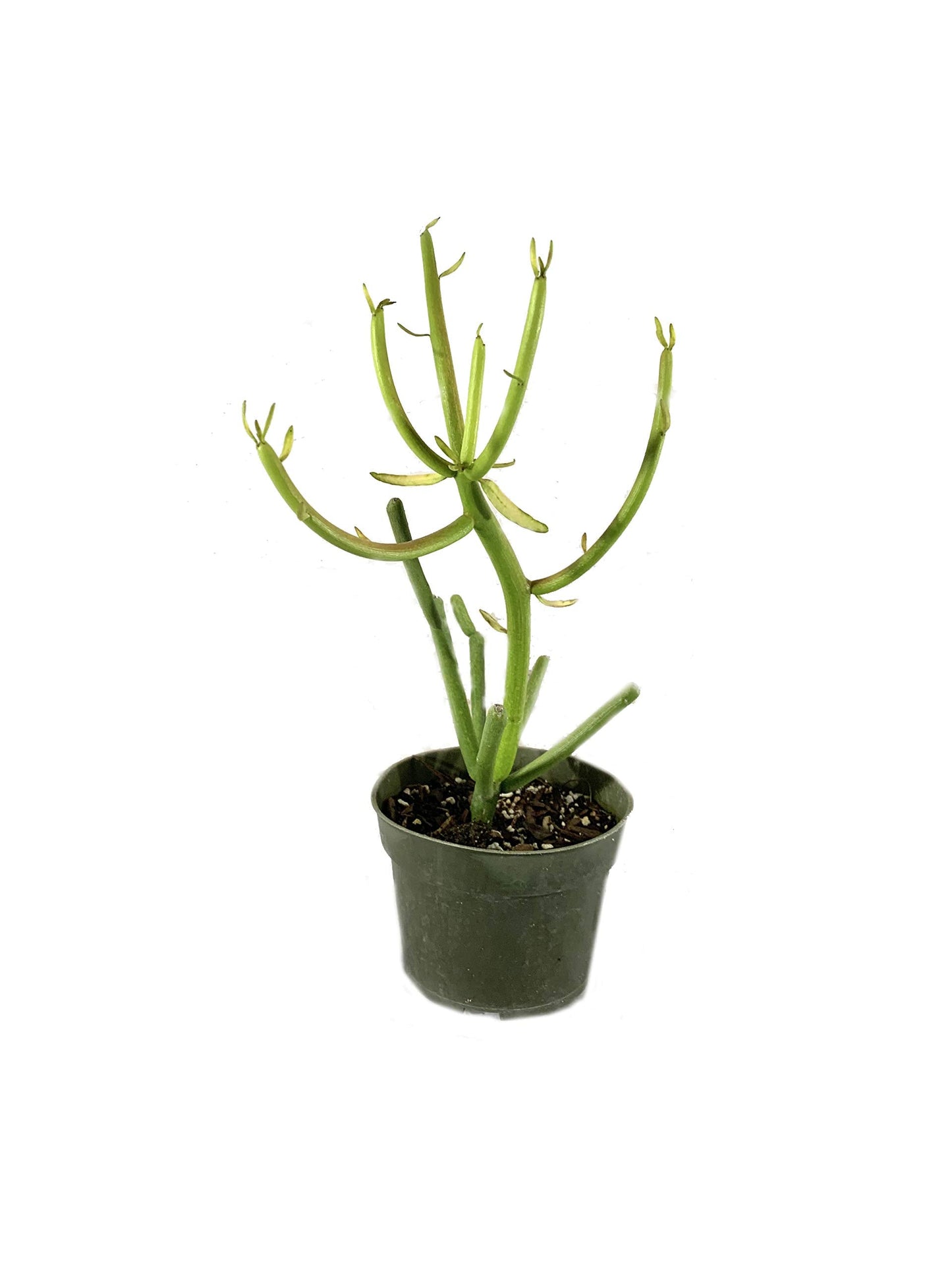 Pencil Cactus - 3 Live Plants in 4 Inch Pots - Euphorbia Tirucalli - Beautiful Indoor Succulent Houseplant
