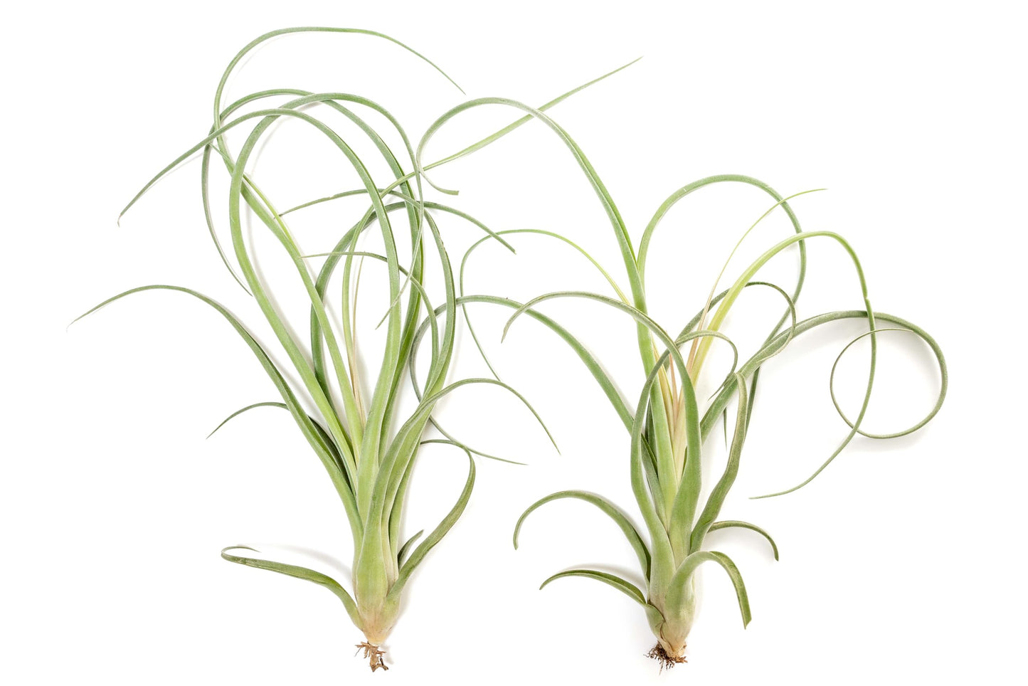 Air Plant Shop 3 Pack Tillandsia Curly Slim (T. Intermedia x T. Streptophylla) Air Plant - Succulents - Live Tillandsia - Easy Care Indoor and Outdoor House Plants