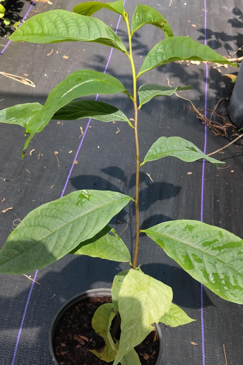 Sets 2 Pawpaw Trees Live Plants 1 Year Old, 7 to 12" Tall Established Roots, Paw Paw Banana Tree Plant Live, Pawpaws Plant for Growing Outdoor