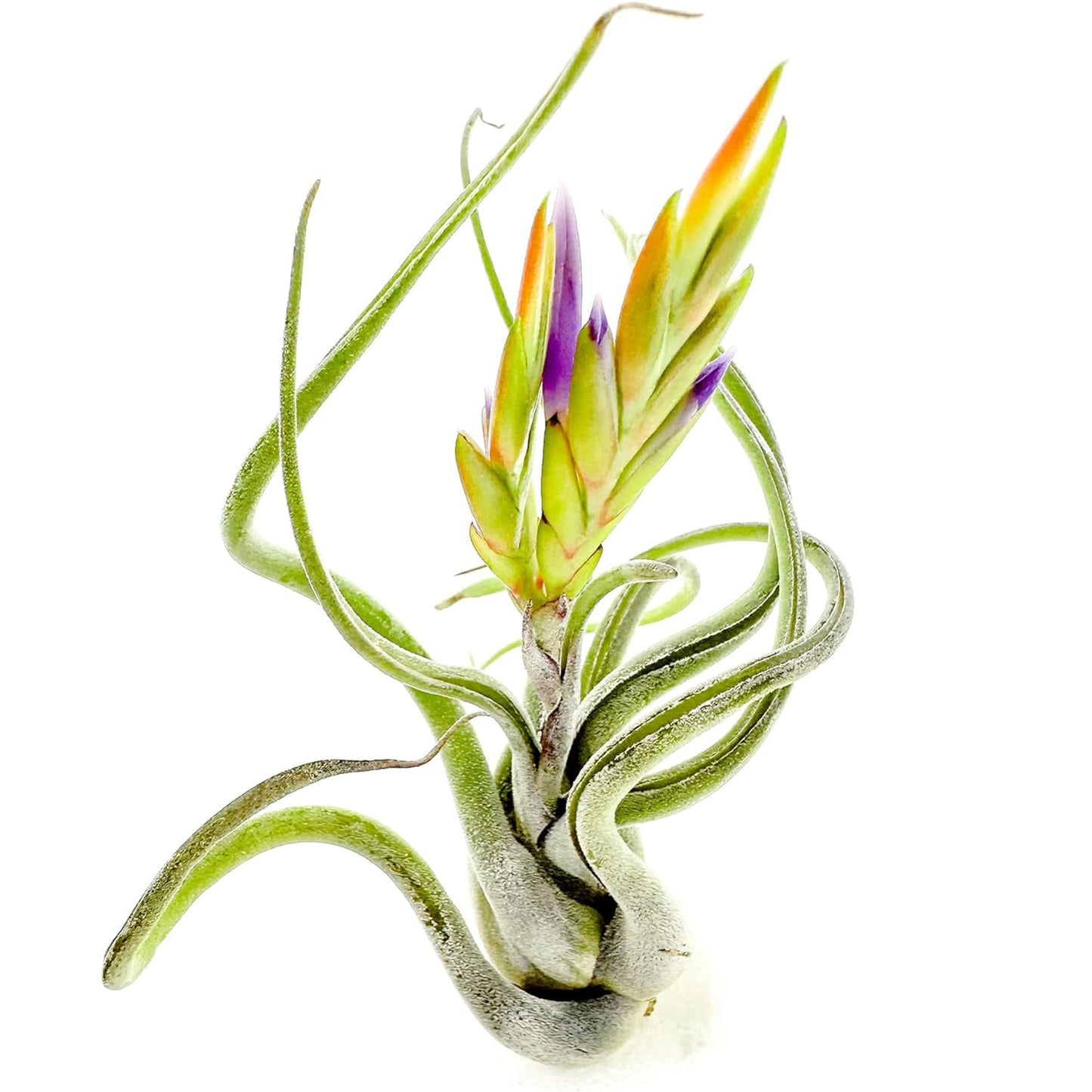 ragnaroc Air Plants - Flowering Tillandsia Caput Medusae, Large 5-7" - 3ct - Live Arrival Guaranteed - House Plants for Home Decor & Gift