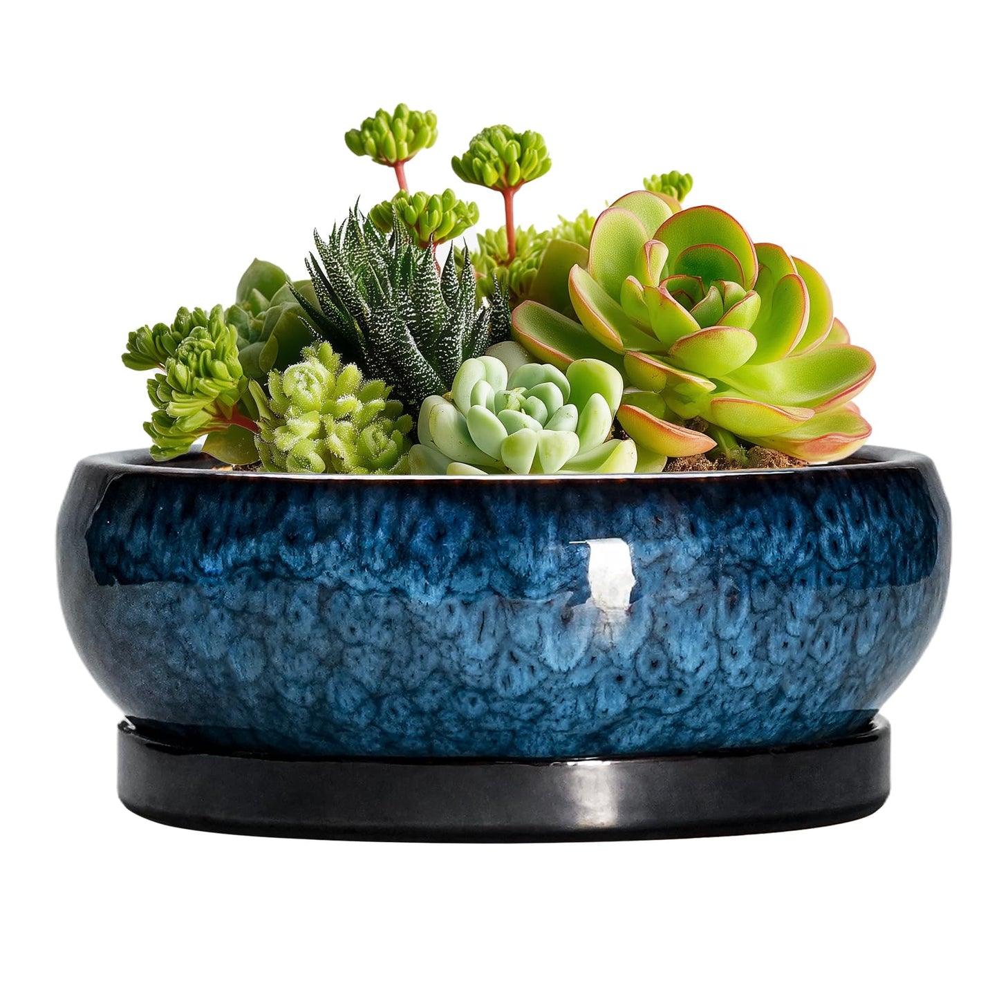 EPFamily Succulent Pots - 6 Inch Ceramic Bonsai Pots with Drainage Hole and Saucer, Shallow Planter for Indoor Outdoor, Round Succulent Planter, Cactus Pot, Office Decor, Gifts for Plant Lovers, Blue