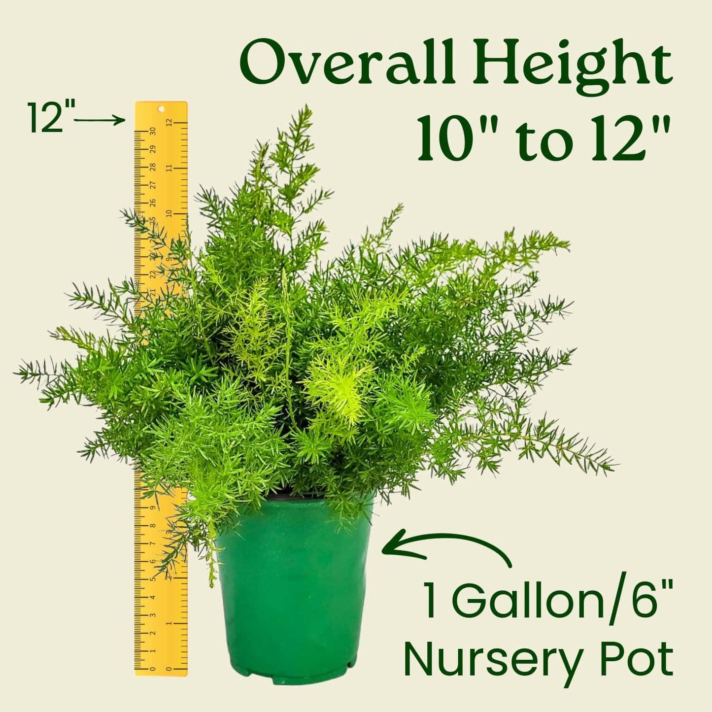 Sprengeri Fern – Live Asparagus Fern in 1 Gallon Nursery Pot – Lush, Cascading Green Foliage for Shade Gardens & Indoor Spaces – Easy-Care Perennial, Thrives in Humidity