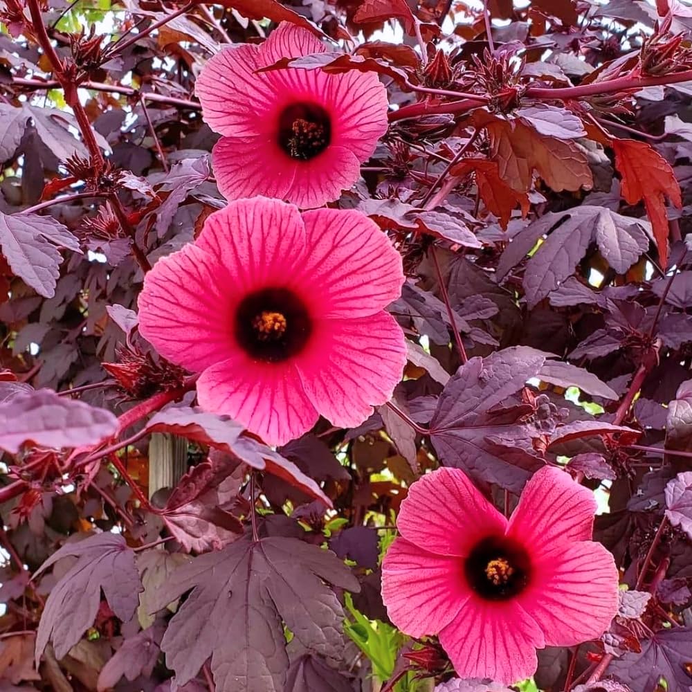 Pack of 2 Cranberry Hibiscus Plants Live, Red Hibiscus Plants Live for Flowering, 4-6" Tall