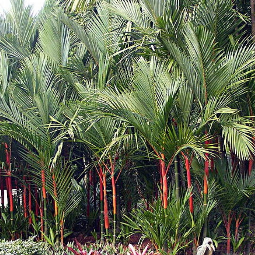 Live Palm Tree Plant in 3 Gallon Pot, Large Fully Rooted Size, Ready to Plant for Home Décor Indoor Outdoor Landscape, Rare Palm Trees, Red Lipstick Palm