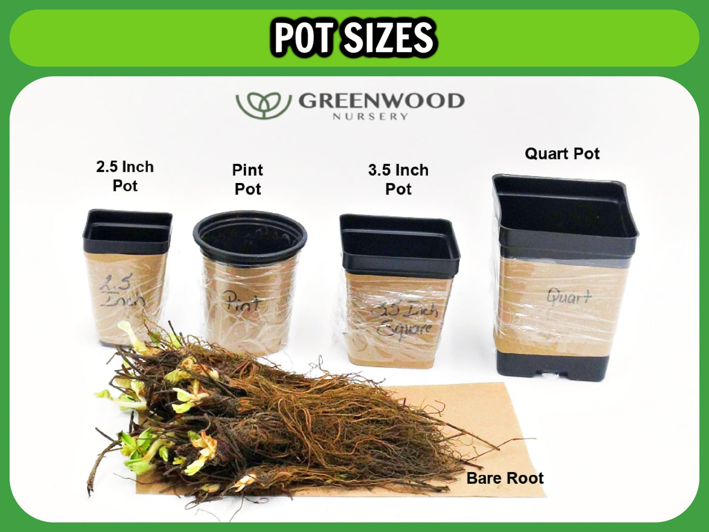 Greenwood Nursery: Live Perennial Plants - SuperBlue Lavender + Lavandula Angustifolia - [Qty: 2X Pint Pots] - (Click for Other Available Plants/Quantities)