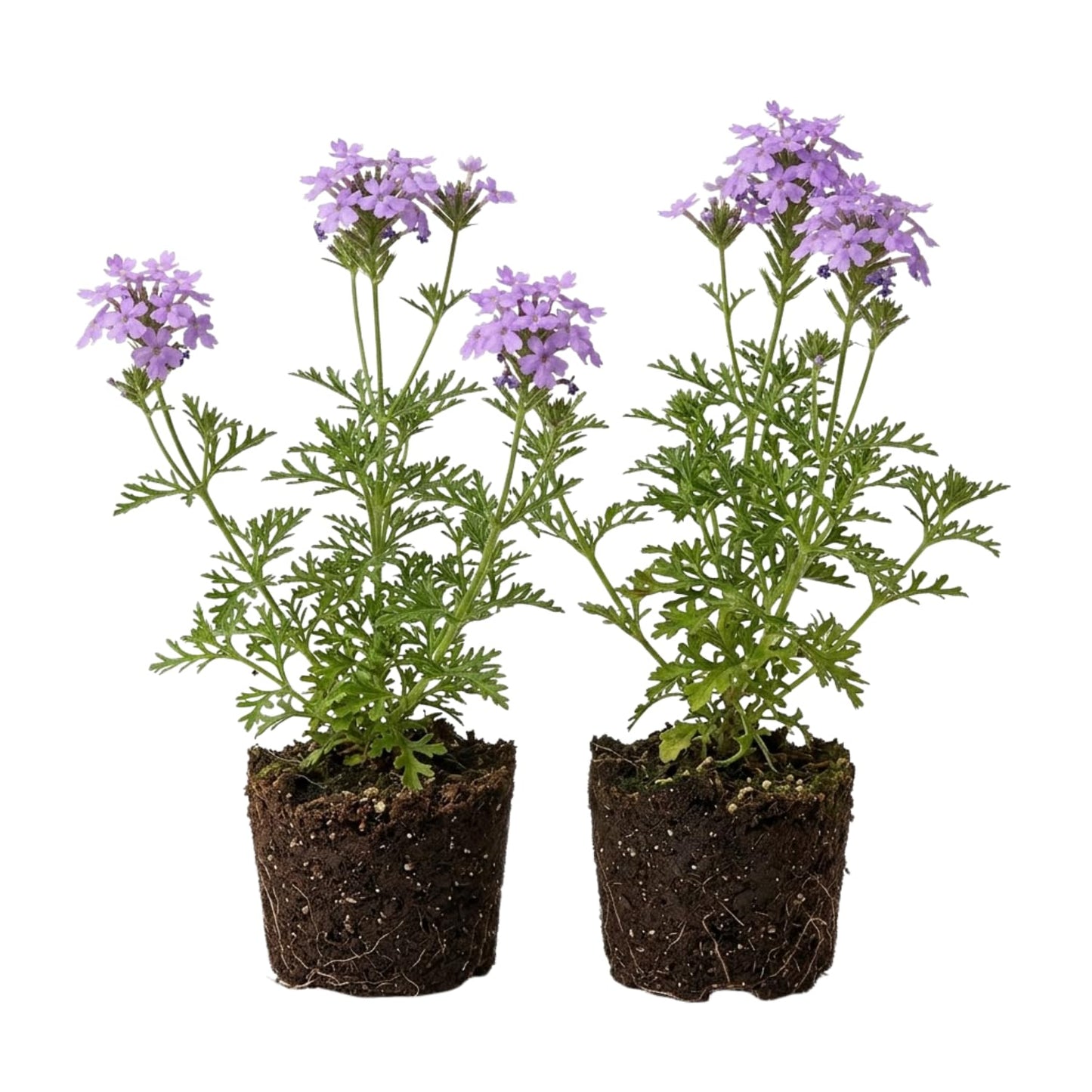 2 Lavender Verbena Live Plants, Trailing Verbena Plants for Planting Outdoor, Perennial Ground Cover Flowers 4-7 Inches