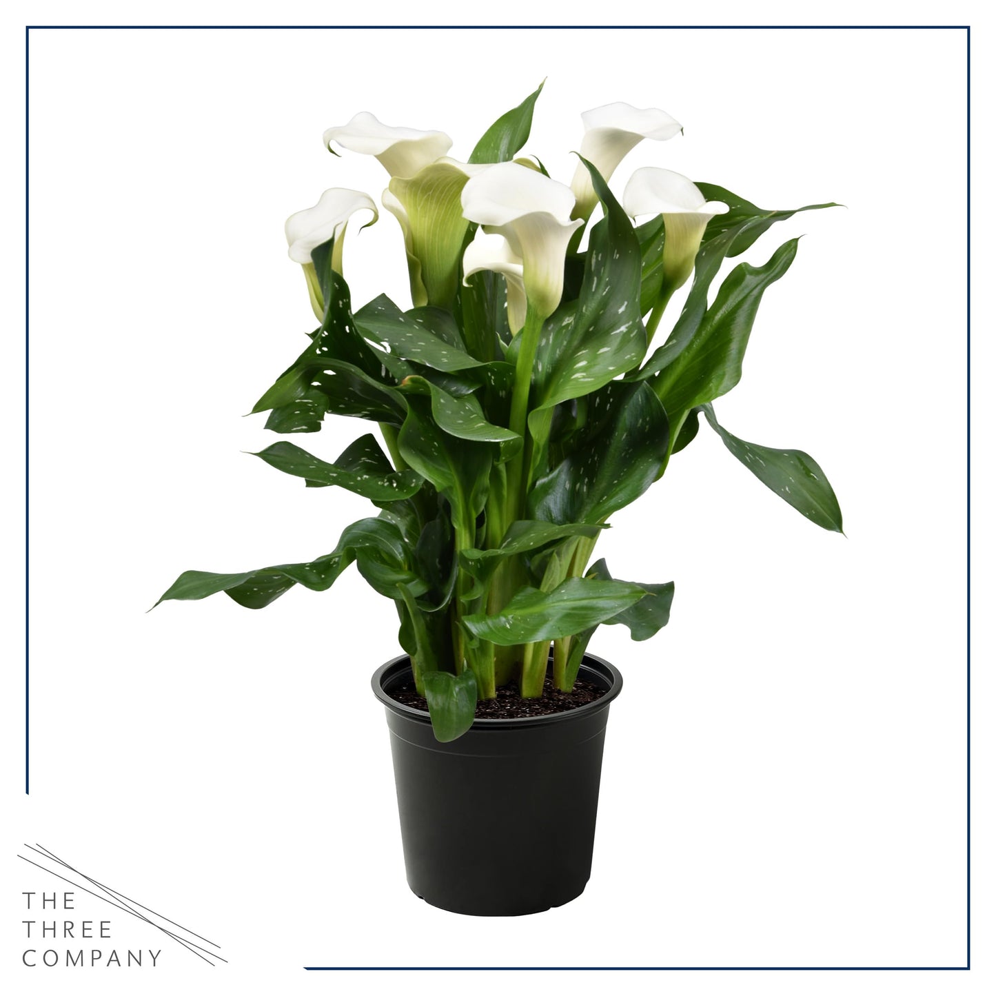 Live Flowering Calla Lily (2 Plants Per Pack) - White, 3+ Blooms - Beautiful Spring Perennial - 12" Tall by 5" Wide in 1 Qt Pot