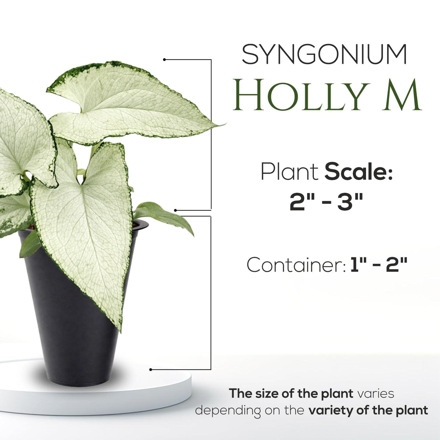 Syngonium Plant Collection (4 Pack) Live Starter Plants, Batik, Holly M, Milk Confetti, Neon Robusta, Rare Indoor Houseplants, Easy Care Arrowhead Vine Plants Live
