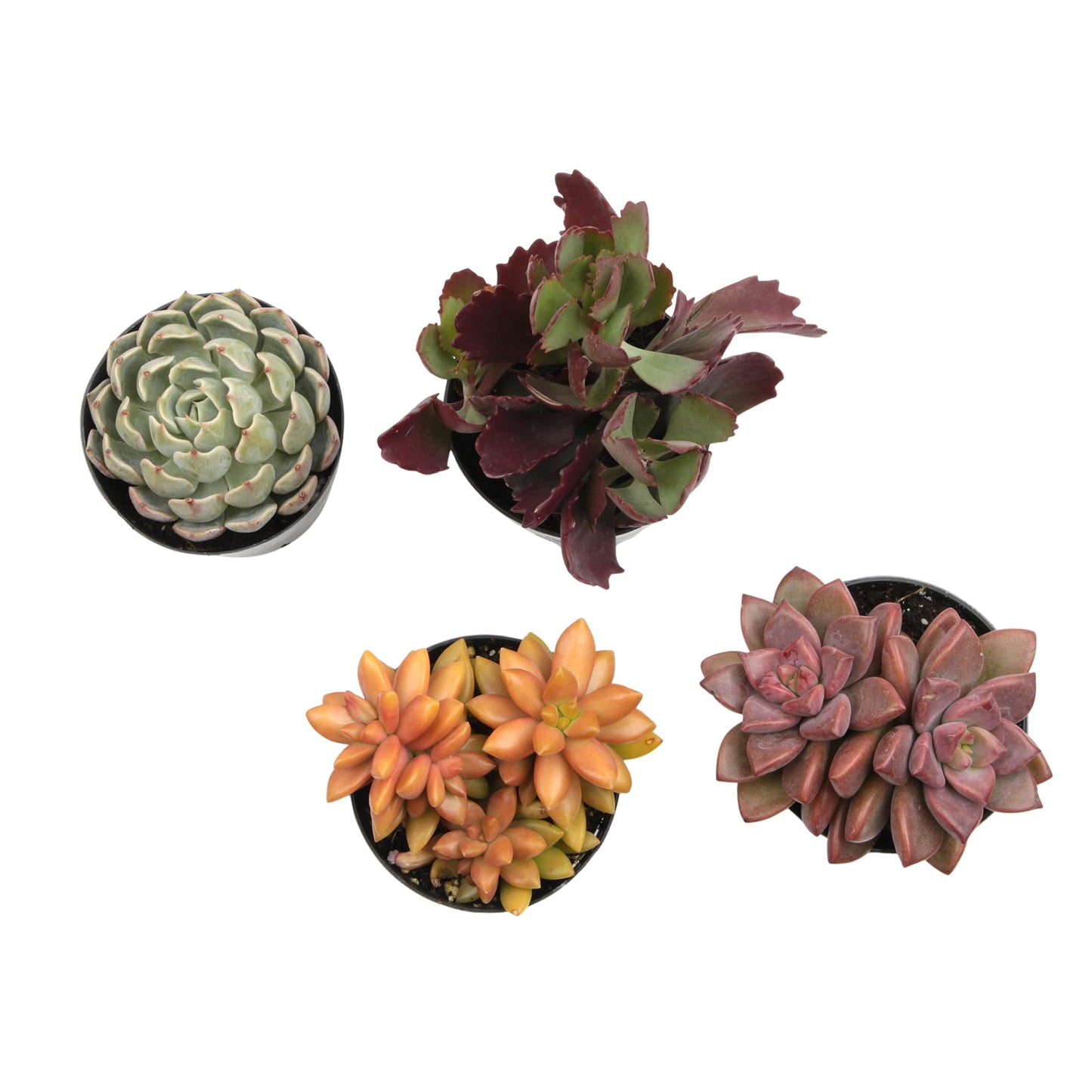 Altman Plants, Live Succulents Plants Live Houseplants (4PK), Succulent Plant Lover Gifts, Live Indoor Plants in Potting Soil, Live Plants Indoor Cactus Plants Live Succulent Plants Live House Plants