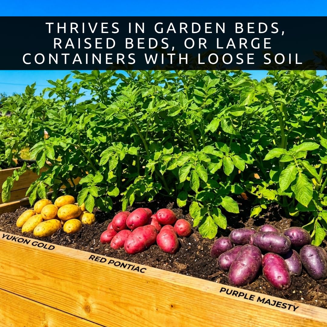 Seed Potatos Grow Pack - 3 Types, Yukon Gold, Red Pontiac, Purple Majesty - Pick the Weight You Want- Get All 3 Types (6 Pounds - 2 Pounds of Each Type) Easy to Grow, Great Flavor