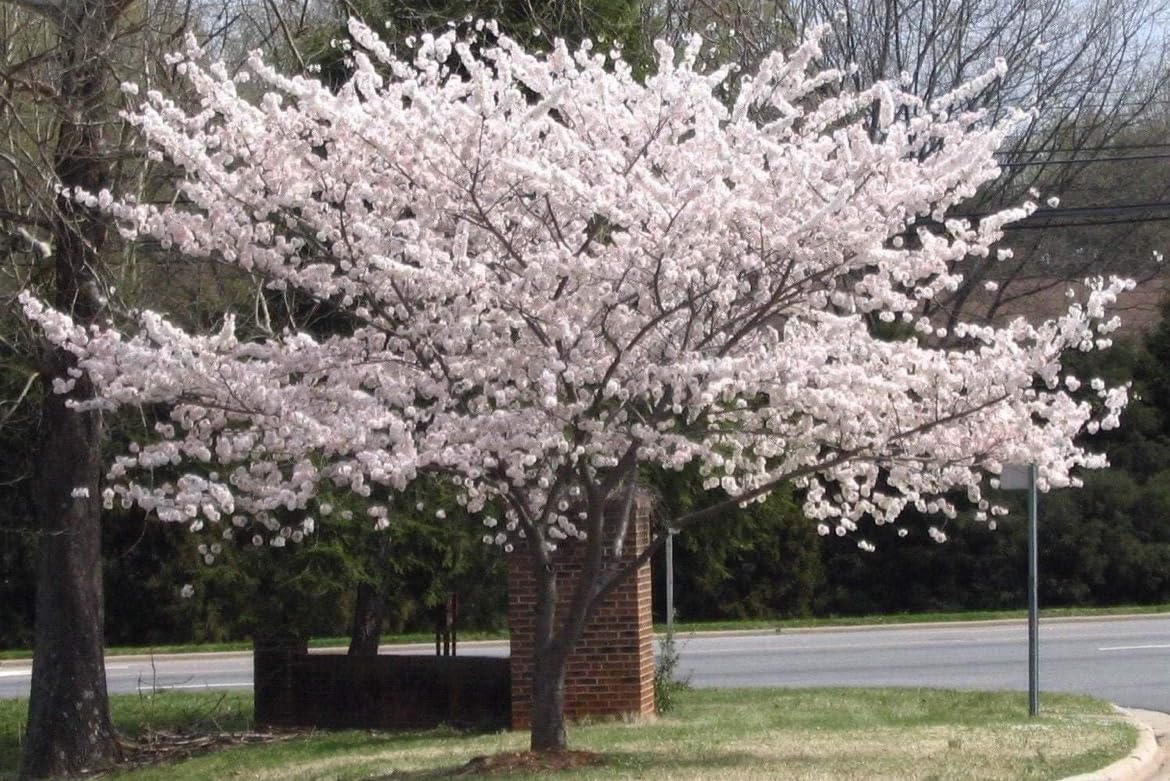 Yoshino Flowering Cherry Tree - Live Plant - 6-12" Tall Seedling - 3" Pot - Ships Potted