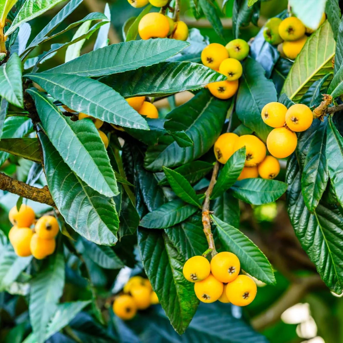 Loquat Tree Live Plant, Golden Loquat Plant Live, Cold Hardy Fruit Tropical Plant, Home Orchard Planting, 4 Inches Pot