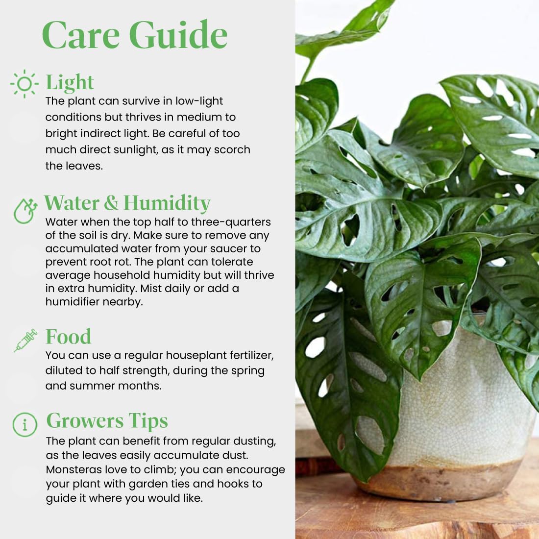 American Plant Exchange Monstera Adansonii 6-Inch – Live Swiss Cheese Vine Plant, Easy-Care Trailing Houseplant, Low-Maintenance Air-Purifying Greenery for Home, Office & Garden Décor