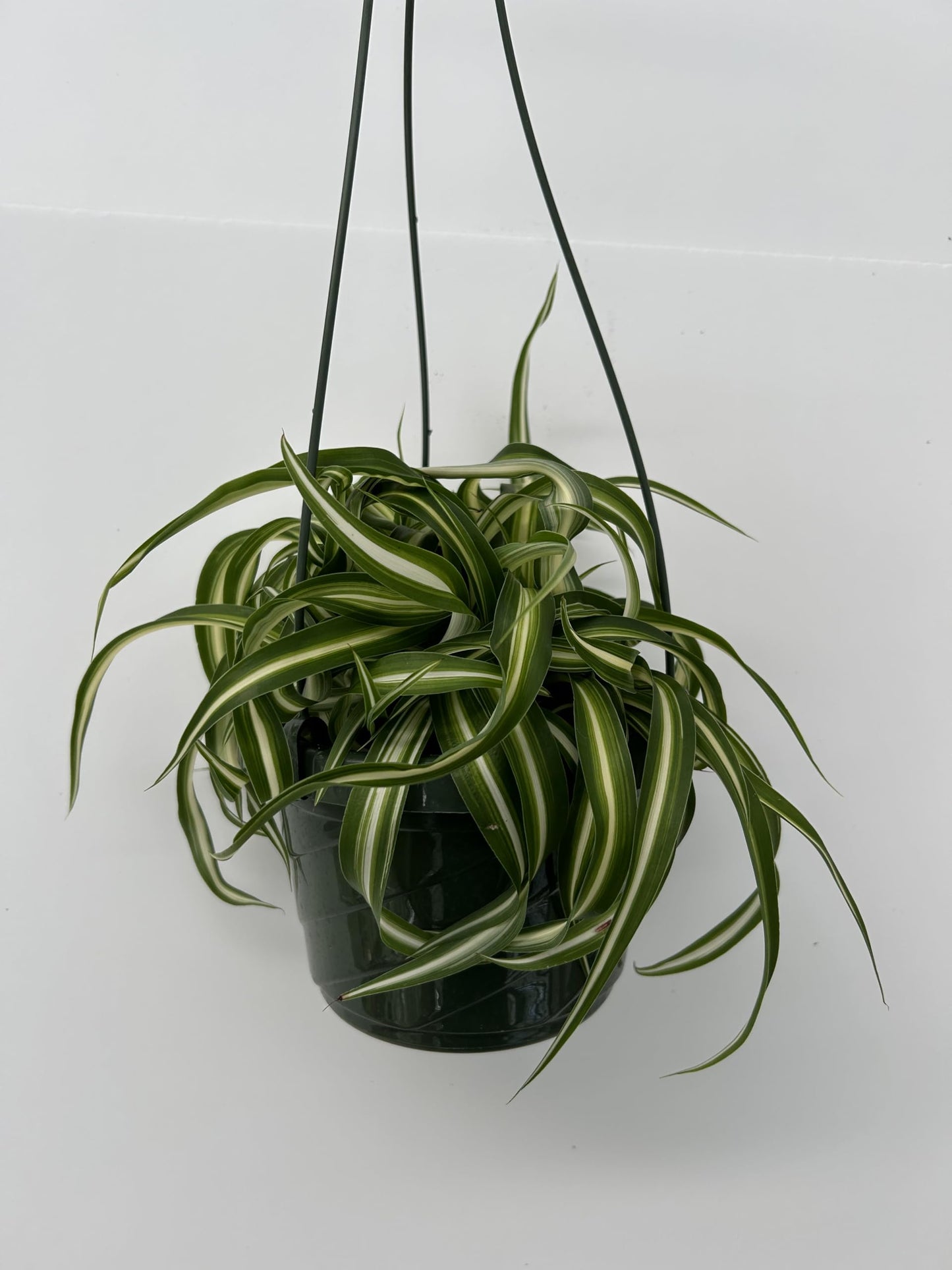 Bonnie Curly Spider Plant in Premium Hanging Basket ~ Perfect for Home and Office Decor