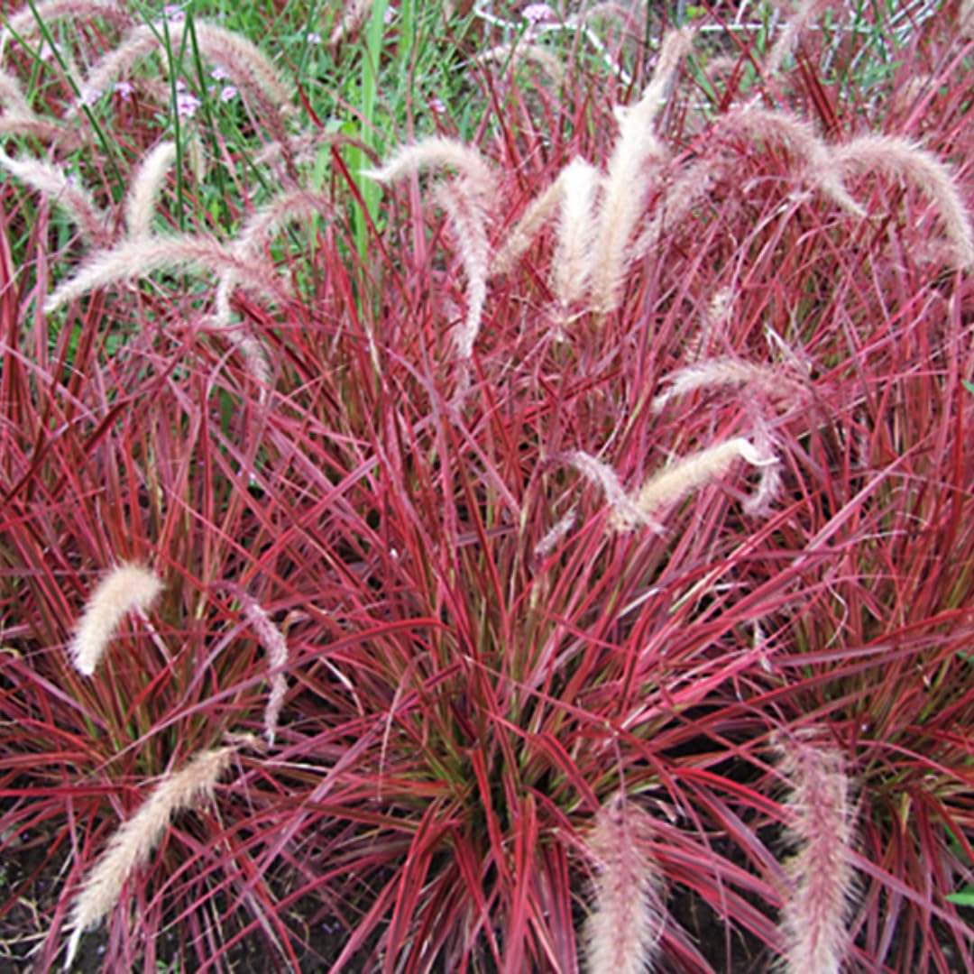 2 Grass Ornamental Grasses Seedlings, Live Grass Perennial Hardy Ornamental Plants, Outdoor Planting, 5-9" Tall (Purple Fountain)
