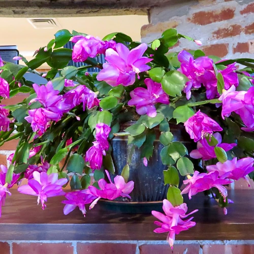 Christmas Cactus Plants Live, Flowering Thanksgiving Cactus with Vibrant Blooms, 4-7'' Tall, Easy-Care Indoor Houseplant (Purple Blooms)
