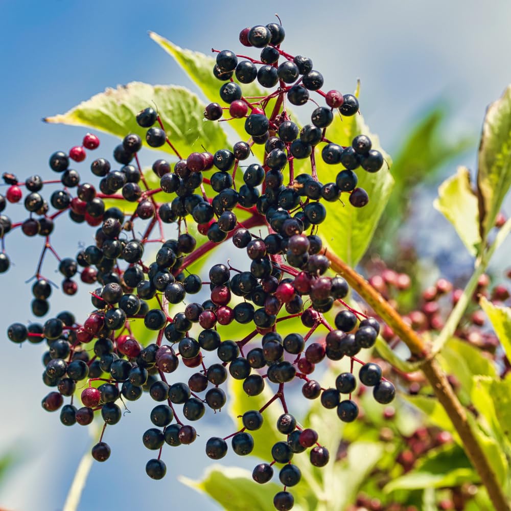 2-Pack Black Elderberry Tree Live Plants | 8-12" Bare Root Seedlings | Fast-Growing Fruit Bearing Shrubs
