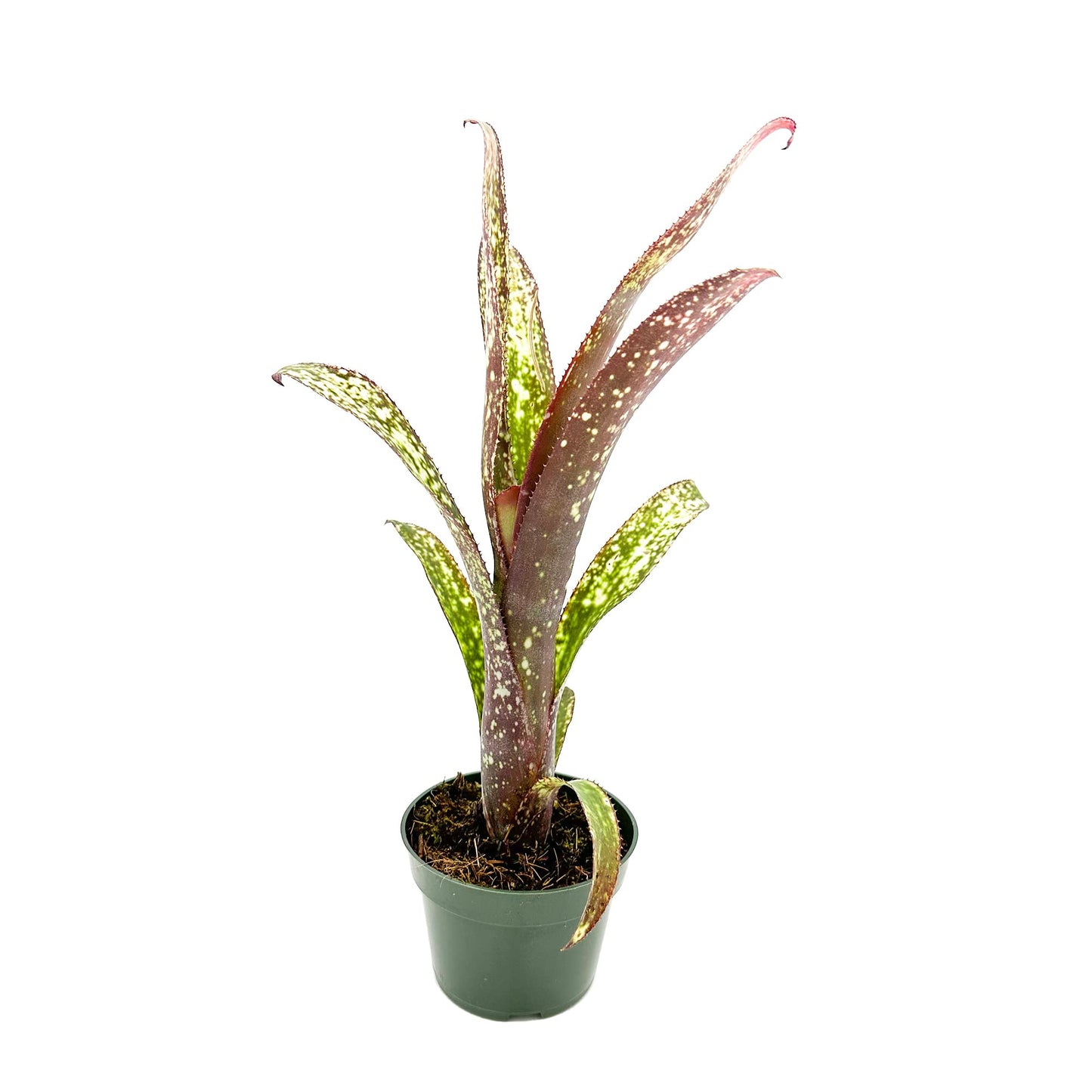 ragnaroc Live Plants – Bromeliad Billbergia Casa Blanca, 8-12" in 4" Pot - 1ct - Live Arrival Guaranteed - House Plants for Home Decor & Gift