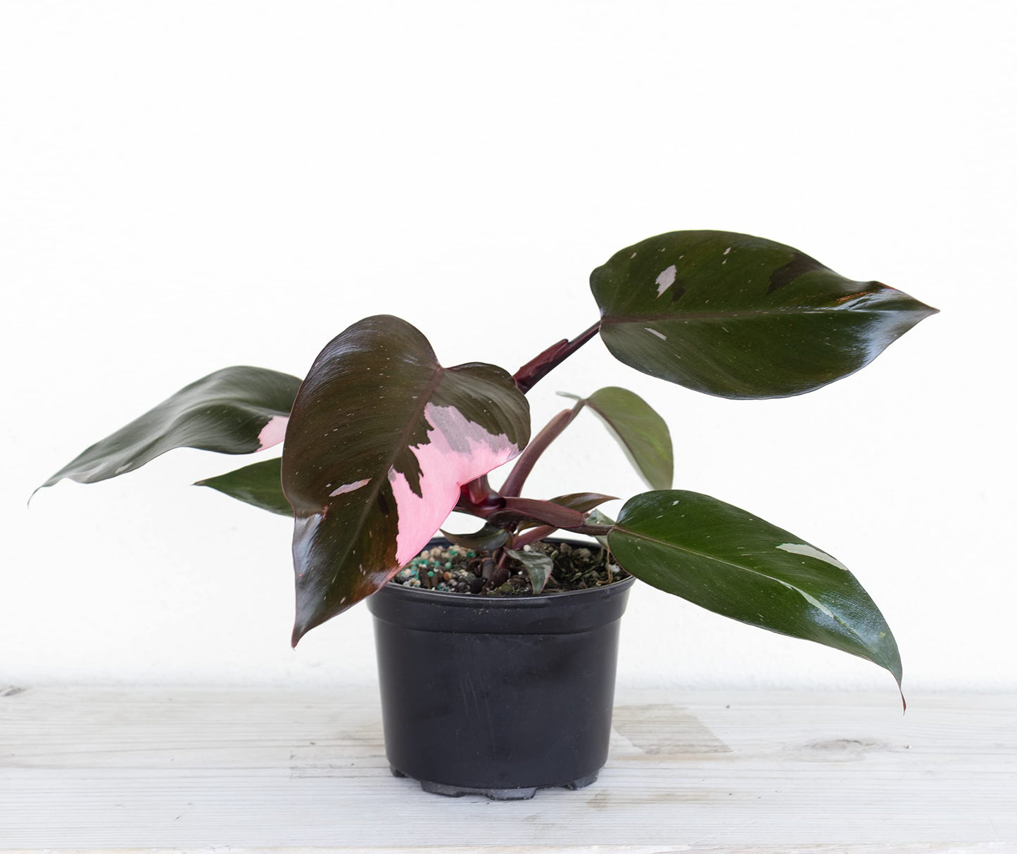 United Nursery Pink Anthurium Live Plant, 14–16 inch Tall in 6 inch Pot, Tropical Indoor Flowering House Plant with Pink Blooms for Office and Home Decor