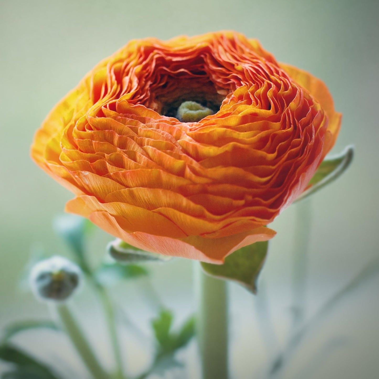 Ranunculus Bulbs Orange - Beautiful Orange Ranunculus Aviv Flowers - Large and Healthy Ranunculus Corms Ready to Grow in Spring or Summer Gardens - Ranunculus Bulbs from Hand Picked Nursery (10)